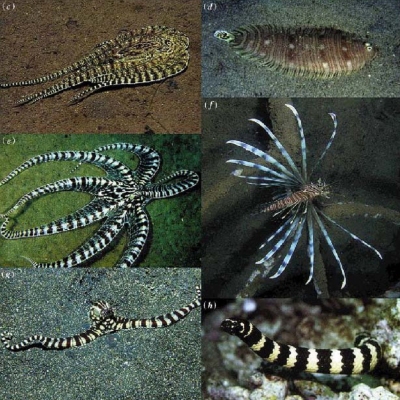 Mimic octopus behaviors on the left with the animals they are impersonating on the right. (Source: 